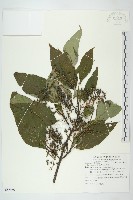 梜木藏品圖，第1張