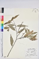 長尾尖葉櫧藏品圖，第1張