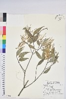 長尾尖葉櫧藏品圖，第1張