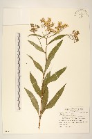 黃菀藏品圖，第1張