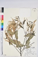長尾尖葉櫧藏品圖，第1張