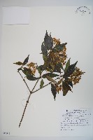 玉山糯米樹、狹葉糯米樹藏品圖，第1張