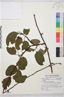 大黃鱔藤藏品圖，第1張