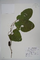 大葉馬兜鈴藏品圖，第1張