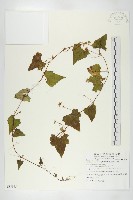 黑果馬交兒藏品圖，第4張