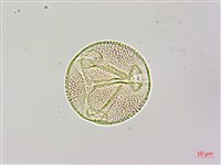 黑果馬交兒藏品圖，第2張