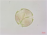 黑果馬交兒藏品圖，第3張