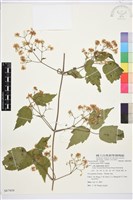 串鼻龍藏品圖，第1張