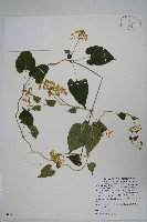 薄葉牛皮消藏品圖，第1張