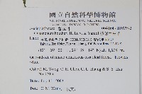 薄葉牛皮消藏品圖，第2張