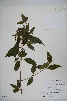 狹葉莢迷藏品圖，第1張