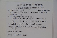 狹葉莢迷藏品圖，第2張