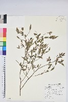 毛蕊花藏品圖，第1張