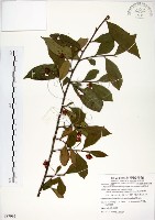 台灣楊桐藏品圖，第1張