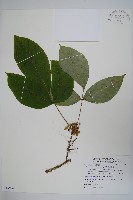 臺灣藤漆藏品圖，第1張