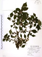 烏皮九芎、奮起湖野茉莉藏品圖，第1張