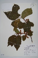 硬齒獼猴桃藏品圖，第1張