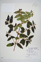 阿里山忍冬、漸尖葉忍冬藏品圖，第1張