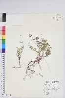 高山白珠樹藏品圖，第1張