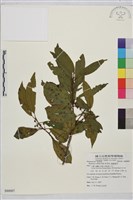 鈍齒鼠李藏品圖，第1張