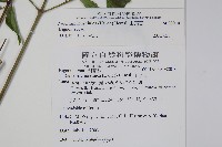 山菜豆藏品圖，第2張