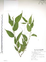 銳葉山黃麻藏品圖，第1張