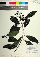 台北玉葉金花藏品圖，第1張