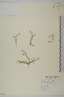 大瓜槌草藏品圖，第1張