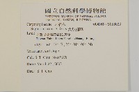 大瓜槌草藏品圖，第2張