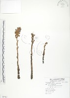 列當藏品圖，第1張