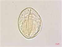 列當藏品圖，第2張