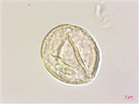 列當藏品圖，第3張