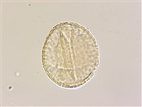 列當藏品圖，第4張