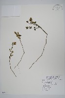 爵床藏品圖，第1張