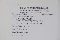 爵床藏品圖，第2張