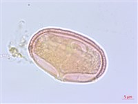 濱防風藏品圖，第2張