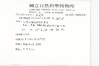 濱旋花藏品圖，第2張