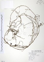 無根草藏品圖，第1張