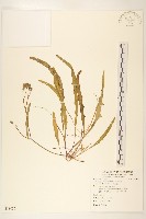 剪刀股藏品圖，第1張