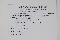 細葉蘭花參藏品圖，第2張