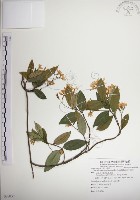 絡石藏品圖，第1張