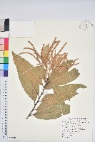 三斗石櫟藏品圖，第7張