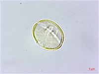 三斗石櫟藏品圖，第2張