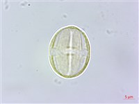 三斗石櫟藏品圖，第3張