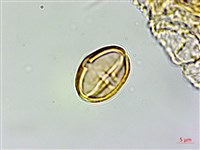 三斗石櫟藏品圖，第4張