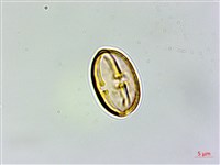 三斗石櫟藏品圖，第5張