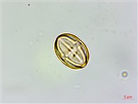 三斗石櫟藏品圖，第6張