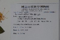 裡白忍冬、紅腺忍冬藏品圖，第5張