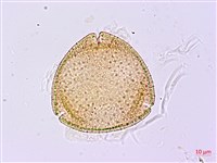 裡白忍冬、紅腺忍冬藏品圖，第2張