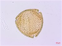 裡白忍冬、紅腺忍冬藏品圖，第3張